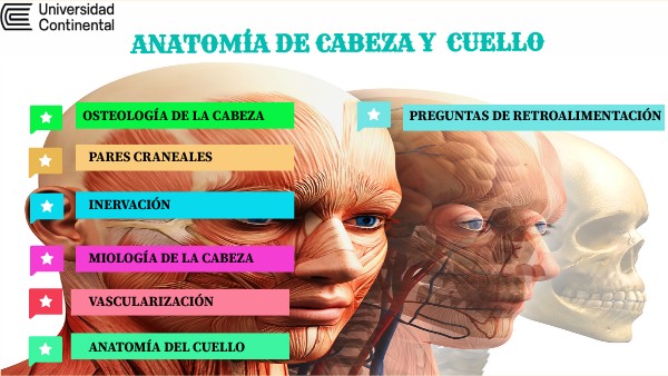 ANATOMÍA DE LA CABEZA Y CUELLO