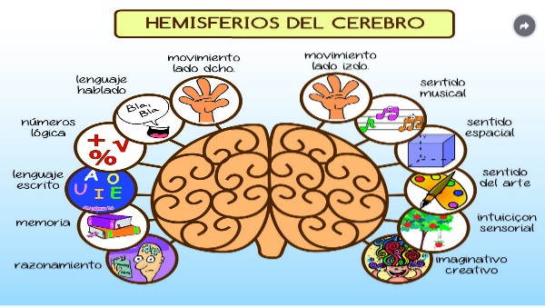 Hemisferio izquierdo y hemisferio derecho