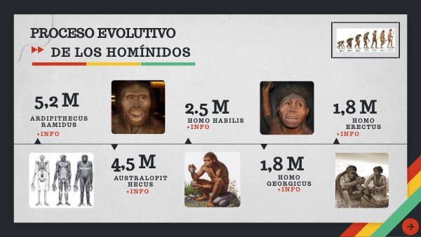 Proceso evolutivo de los homínidos