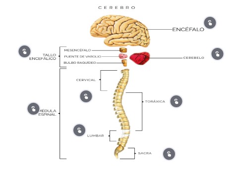 Sistema Nervioso Central Encéfalo Y Medula Espinal Sistema Nervioso Central Encéfalo Y Medula Espinal