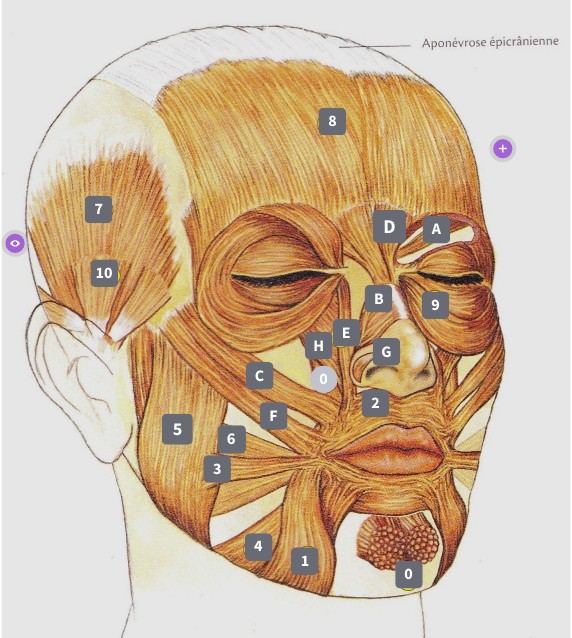 Muscles du visage Muscles du visage