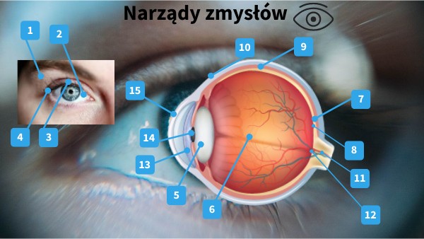 Sprawdzian Biologia Klasa 7 Narzady Zmyslow - Narządy zmysłów