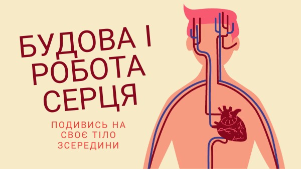 Будова серця