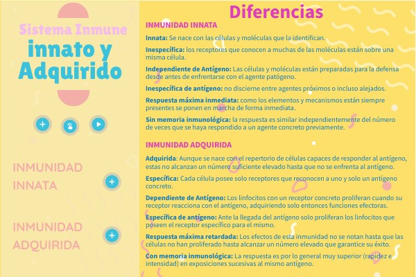 Diferencia Entre Sistema Inmunitario Innato Y Adquirido