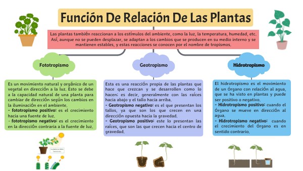 Función De Relación De Las Plantas