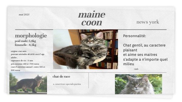 Maine Coon