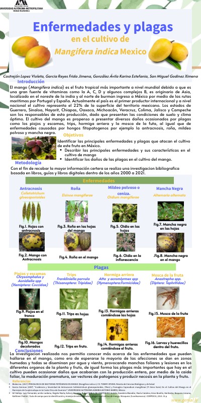 Enfermedades del Mango