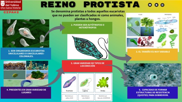 Infografía Reino Protista