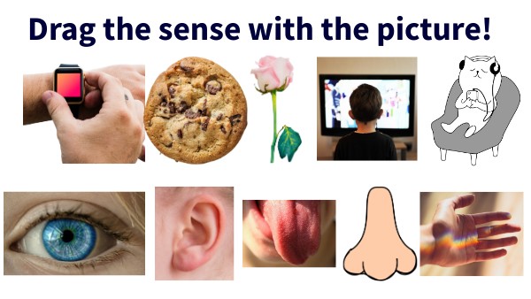 Why Do We Need Our Senses? , The Importance of the 5 Senses in Learning ...