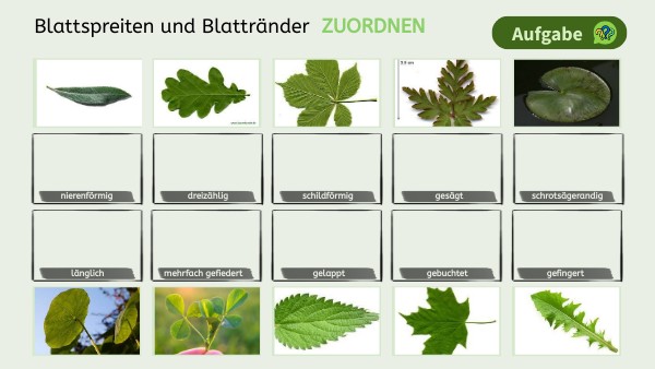 Botanik Blattformen zuordnen