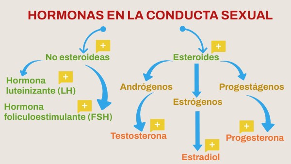 Cómo Influyen Las Hormonas En La Conducta Humana