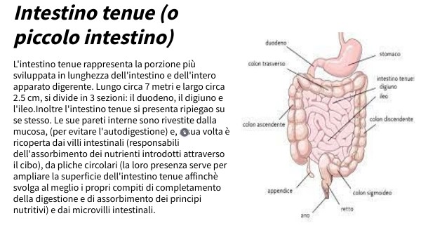 Intestino tenue, crasso e retto
