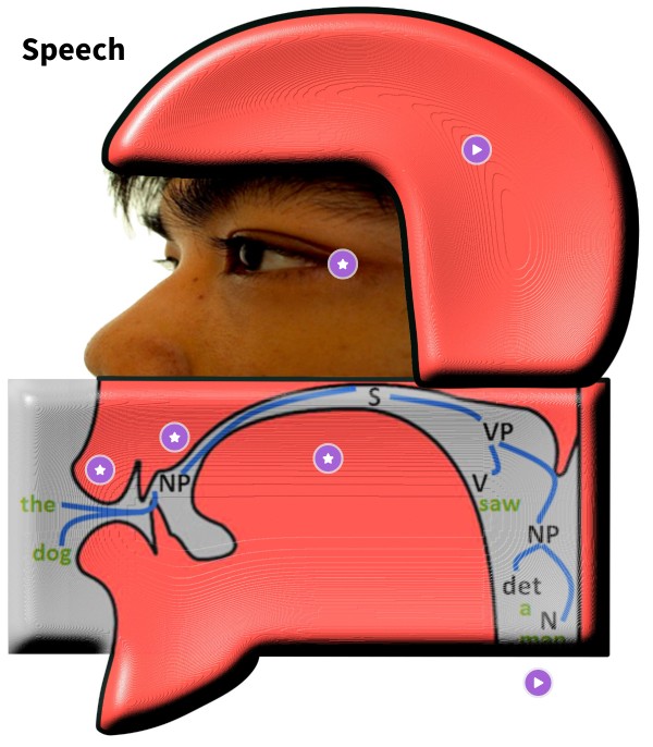 Speech Articulators