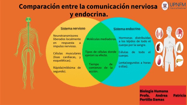 Comparación sistema nervioso y endocrino.