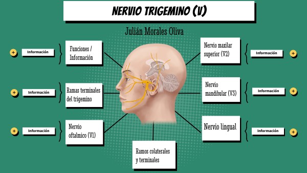Nervio trigemino JMO