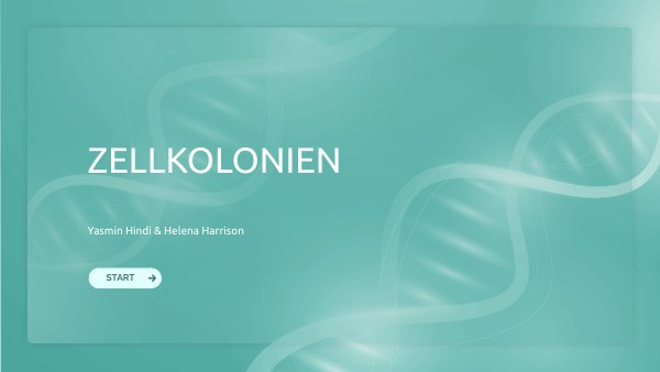 Zellkolonien Yasmin&Helena