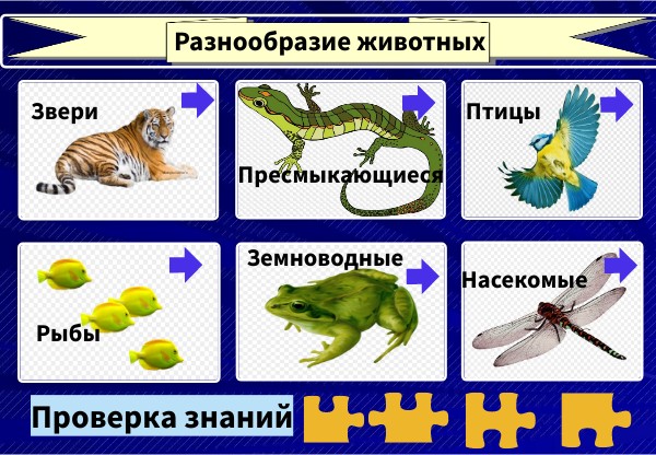 Разнообразие животных 2 класс