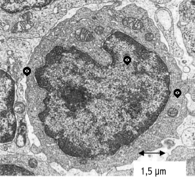 cell eucaryote