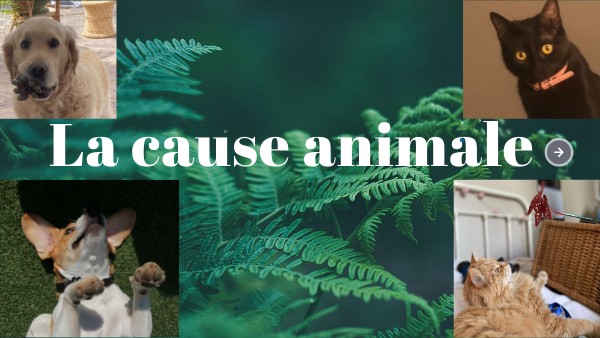 Exposé Sur La Cause Animale: Causes Animales Définition – HAVJ