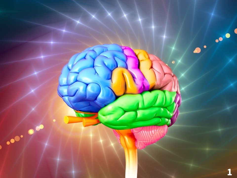 BG1518: PNS - Spinal Nerves