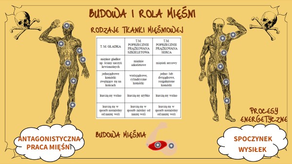 Budowa I Rola Jądra Komórkowego Budowa i rola mięśni
