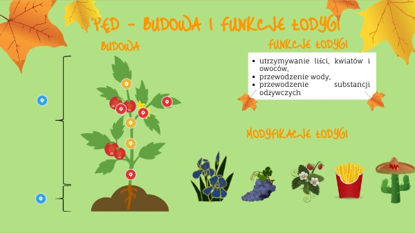 Pęd Budowa I Funkcje łodygi Pęd - budowa i funkcja łodygi