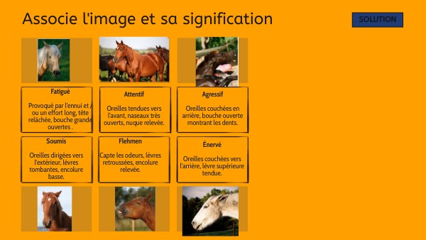 Lexique Équitation Version Courte – UKZQ