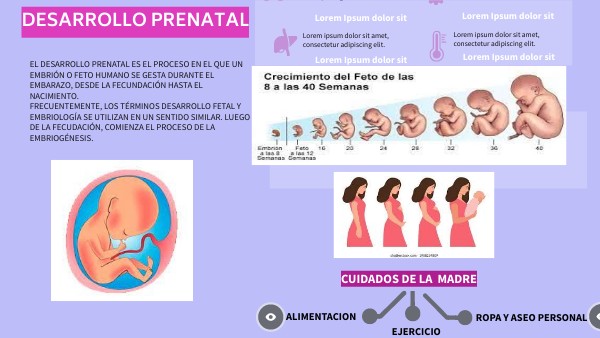 DESARROLLO PRENATAL INFOGRAFIA