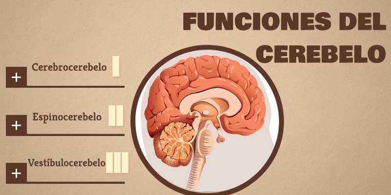 Funciones del Cerebelo