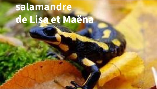 Quels Sont Les Bienfaits De La Salamandre – DTWNIR