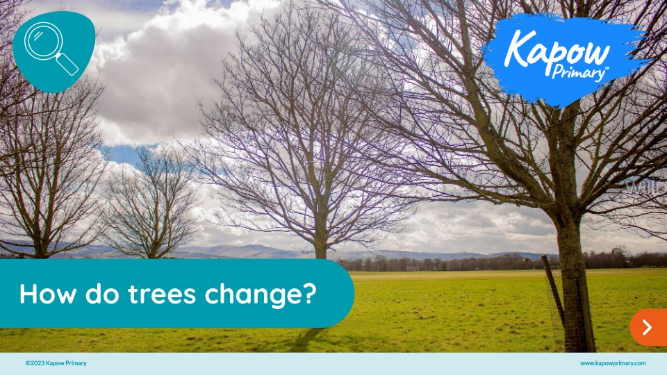 How do trees change?
