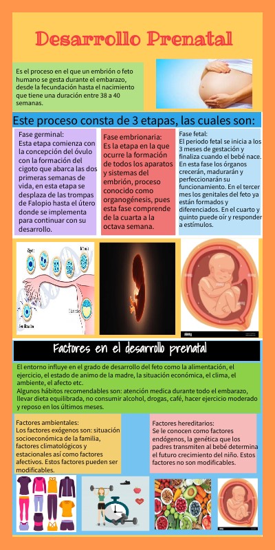 INFOGRAFÍA De Desarrollo prenatal