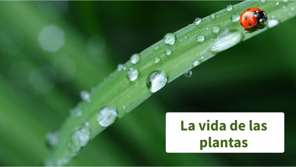 Las plantas
