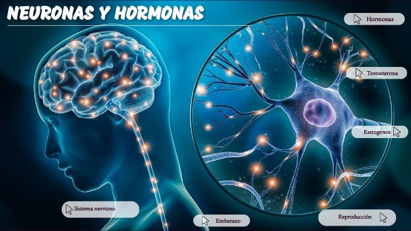 Puede La Hormona Ganarle A La Neurona