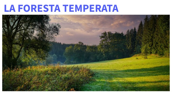 Dove Si Trova La Foresta Temperata La foresta temperata