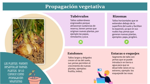 Propagación vegetativa