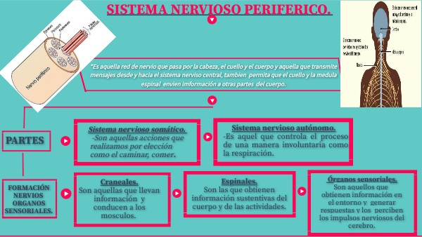 Infografía ( Sistema nervioso periférico.)
