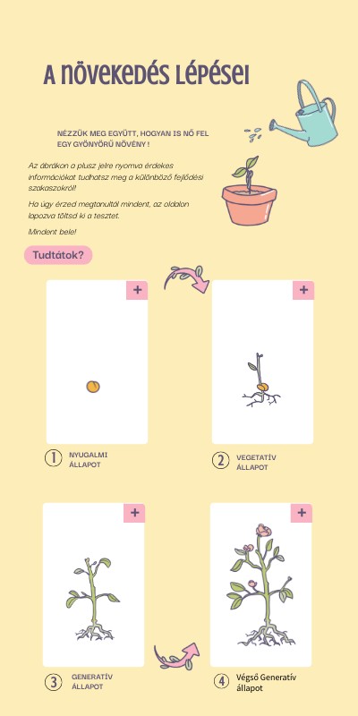 Növény fejlődési szakaszai