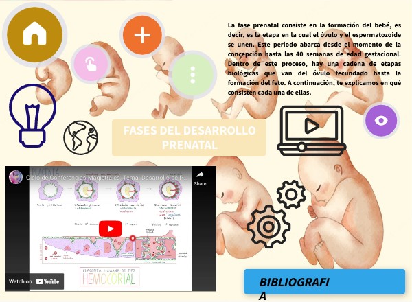 desarrollo prenatal