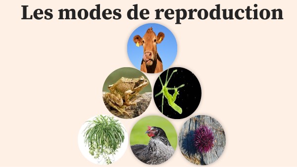 Les Modes De Reproduction Video – JULAL