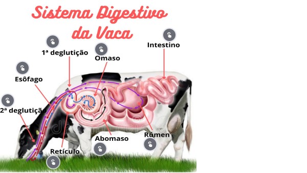 Sistema digestivo da vaca