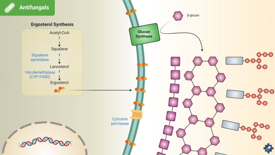 Antifungals