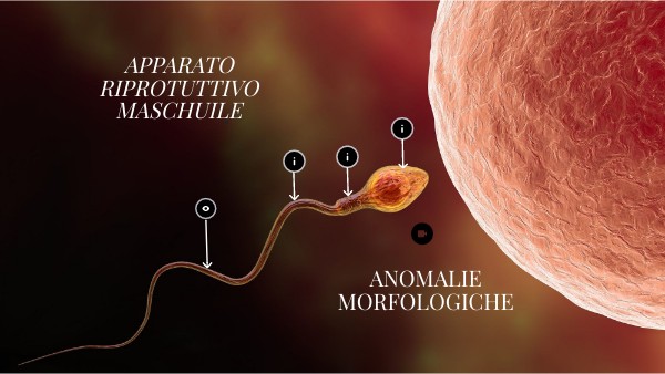 Lo spermatozoo