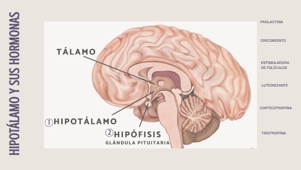 Hipotálamo e Hipófisis