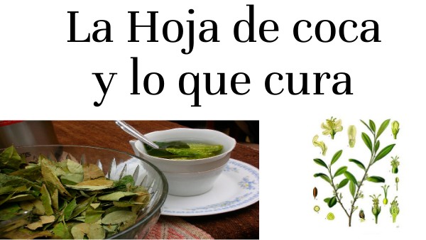 la hoja de coca