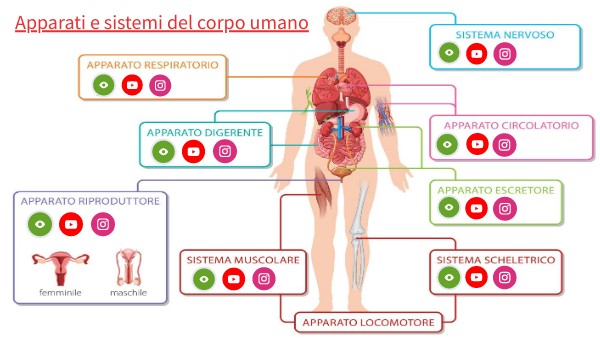Quali Sono Gli Apparati Del Corpo Umano Il corpo umano