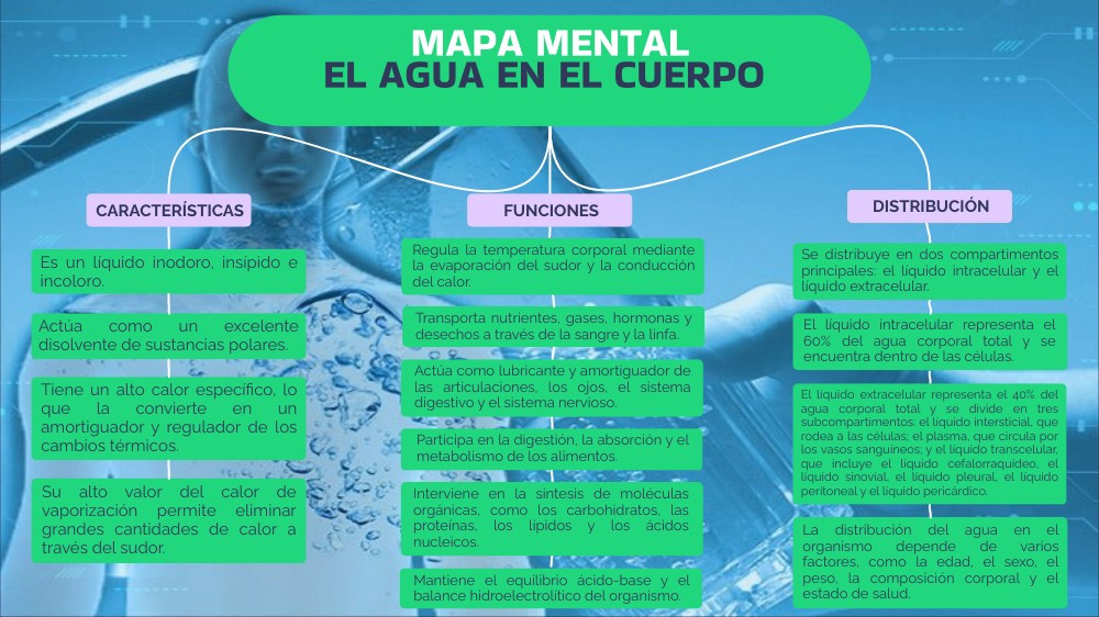 Mapa Mental - El Agua en el Cuerpo