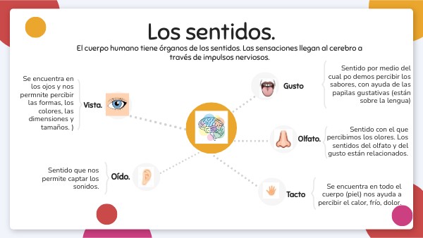LOS SENTIDOS Y ÓRGANOS 2º