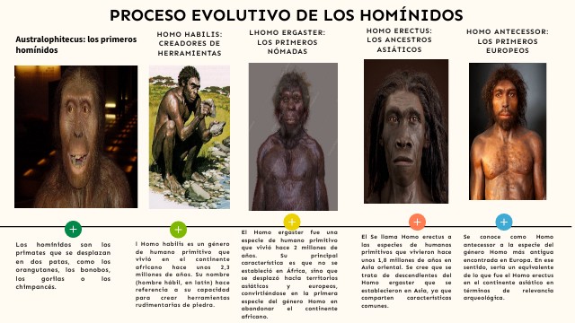 Proceso evolutivo de los homínidos