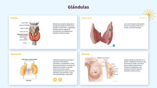 Glándulas